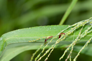 Obraz premium Two adult earwigs, forficula spp., nibbling on grass seeds. Earwigs are found throughout North America, usually in small, moist crevices. Despite their prominent pinchers, they are harmless to humans.