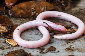 The Florida worm lizard, Rhineura floridana, has ring-like scales giving it a resemblance to a...