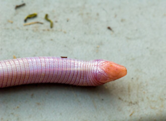 A closeup of the head of a Florida worm lizard, Rhineura floridana. This worm-like lizard spends most of its time underground, but may surface after a rain. Its shovel like head is used for burrowing.