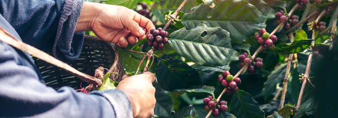 Banner hands harvest red seed in basket robusta arabica plant farm. Coffee plant farm Close up woman Hands harvest raw coffee beans. Ripe Red berry plant fresh seed coffee tree growth with copy space - Powered by Adobe