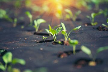 Banner fresh organic hydroponic vegetable plantation produce green salad hydroponic farm. Panorama...