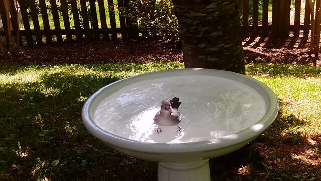 gray catbird (Dumetella carolinensis) in birdbath