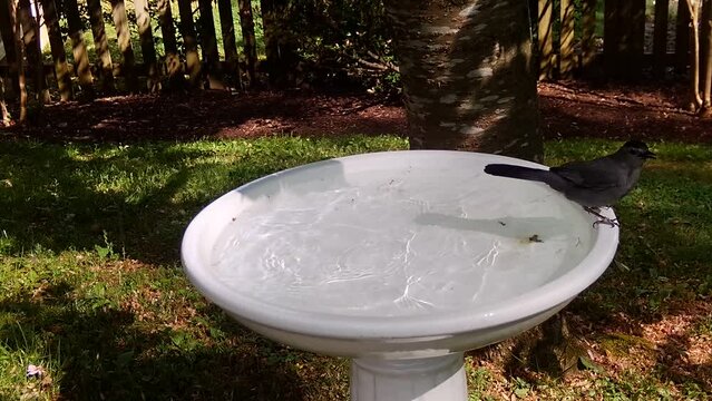 gray catbird (Dumetella carolinensis) in birdbath