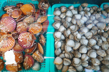 가리비와, 바지락 조개를 확대한 모습