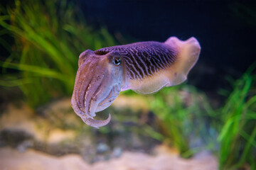The Common (European) Cuttlefish (Sepia officinalis) underwater in sea - cephalopod, related to...