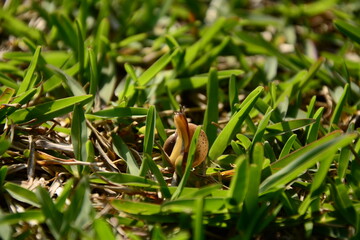 日向ぼっこするかわいいカタツムリ