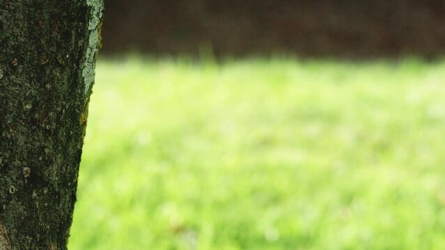 大木の横に映える緑