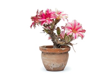 A desert rose with swollen stem in a clay pot, isolated on a white background