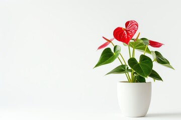 An anthurium with heartshaped leaves and red spathes in a minimalist white pot, isolated on a white background