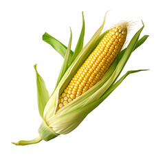 Clear Corn Illustrations