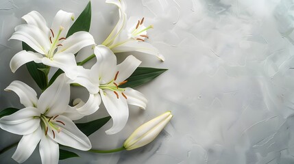Elegant white lily flowers on a light grey background with copy space for text