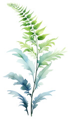 PNG Plant leaf fern freshness.