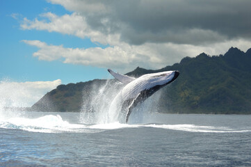 Frolicking Humpback Whale