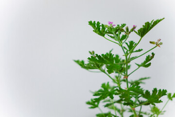 ハーブゼラニウムの鉢植え_02