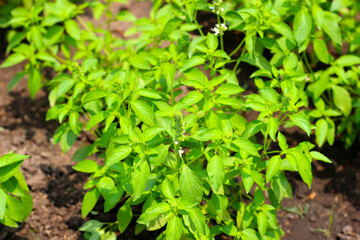 Fresh green leaves of hairy basil plant