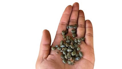 Many fleas and ticks on the hands