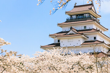 春の青空に映える桜と鶴ヶ城の天守
