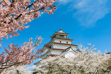 桜越しに見る鶴ヶ城