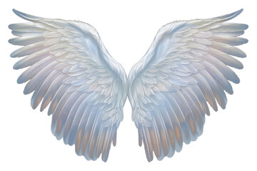 PNG Angel bird archangel feather.