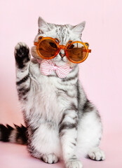 A playful American Shorthair cat wearing oversized sunglasses and a striped bow tie