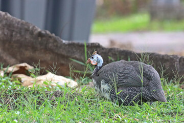 Helmeted guineafowl (Numida meleagris) sitting on ground