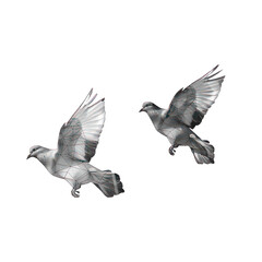 side view of pigeons transparent isolated on white png