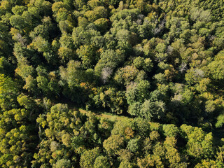 Naklejka premium View from above of a forest 