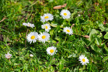 White daisies on the green grass in the park. Spring background.