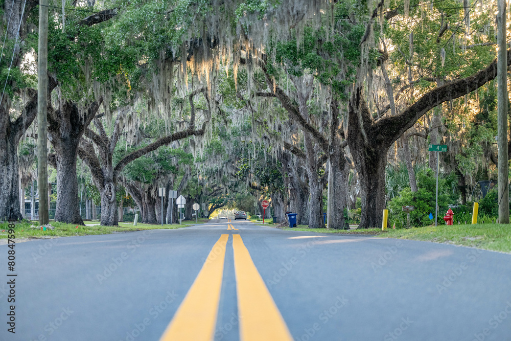 Wall mural oak trees along road