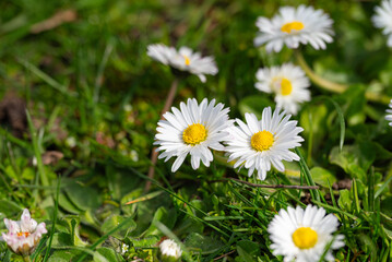White daisies on the green grass. Springtime background.