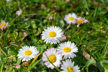 Daisy flowers on green grass background. Bellis perennis © Minsang