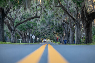 oak trees along road