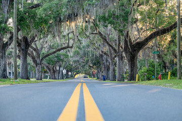 oak trees along road