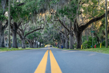 road lined with oak trees - Powered by Adobe