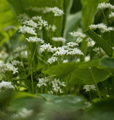 White Galium odoratum on a spring day in the Hermannshof Gardens in Weinheim, Germany.