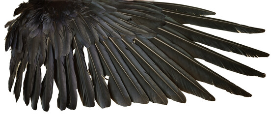 texture of black feathers of a raven wing isolated.
