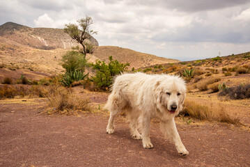 Majestic White Dog in Cerro del Quemado Mexico