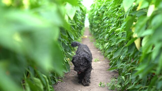 Puli dog strolling through a paprika field