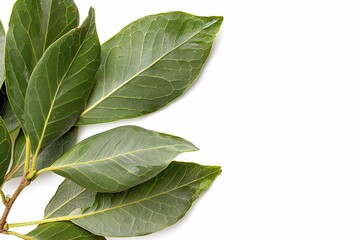 Bay Laurel, plant with text space isolated on white - obrazy, fototapety, plakaty