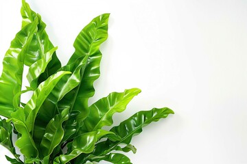 Bird's Nest Fern, plant with text space isolated on white