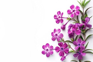 Phlox, plant with text space isolated on white
