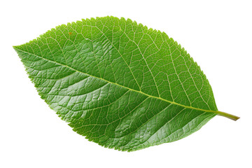 Plum leaf isolated. Fruit leaves on white. Full depth of field.