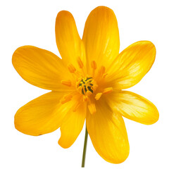 Ficaria verna. Lesser celandine. Ficaria verna isolated white background. Yellow flower bud on a white background.