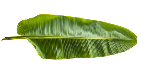 Fresh whole banana leaf isolated on white background which is mostly used in south india for feast as plates and making snacks items ,isolated mainly for vishu and onam sadhya