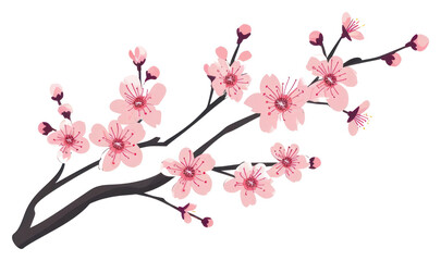 PNG  Sakura blossom flower plant.