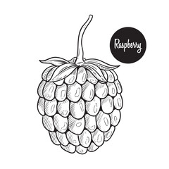 Raspberry fruit hand drawing vector illustration