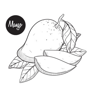 mango fruit hand drawing vector illustration