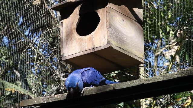 blue macaw in captivity, Parque das Aves - Foz do Igua&ccedil;u, Paran&aacute;, Brazil