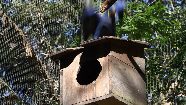blue macaw in captivity, Parque das Aves - Foz do Igua&ccedil;u, Paran&aacute;, Brazil