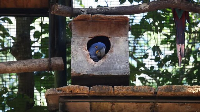 blue macaw in captivity, Parque das Aves - Foz do Igua&ccedil;u, Paran&aacute;, Brazil